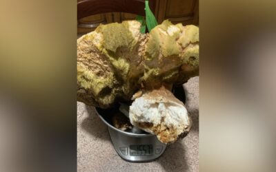 Funghi da record in Maremma, in pochi giorni trovati quattro porcini da oltre 1kg e mezzo!