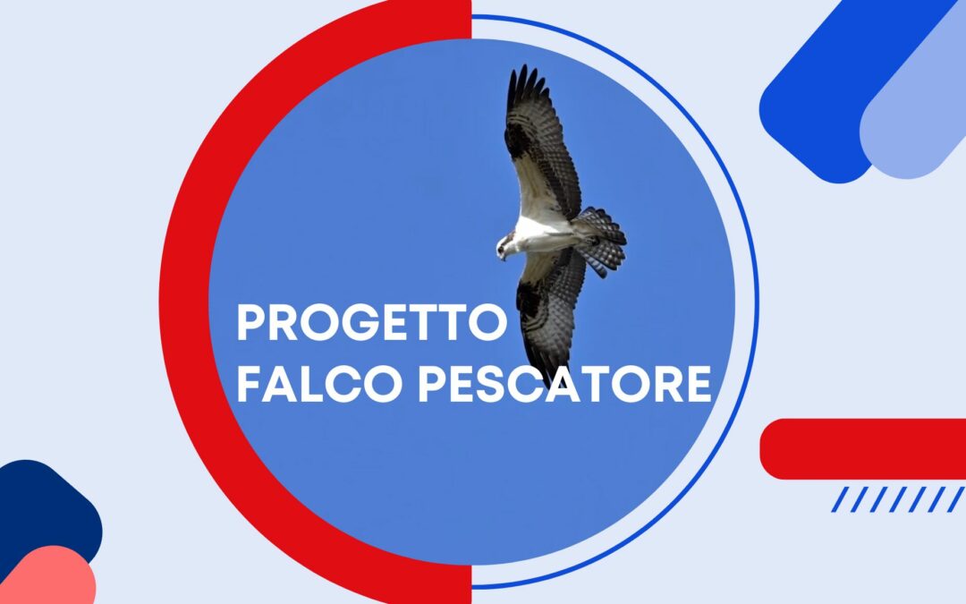 Il falco pescatore, storia di un ritorno